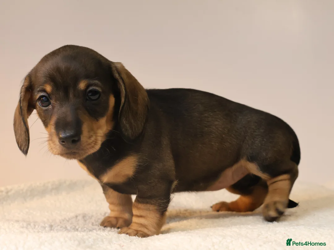 Miniature Dachshund dogs for sale: 5*Licensed+KC+PRAclear+VETchecked+Chocolate&Cream - Advert 11
