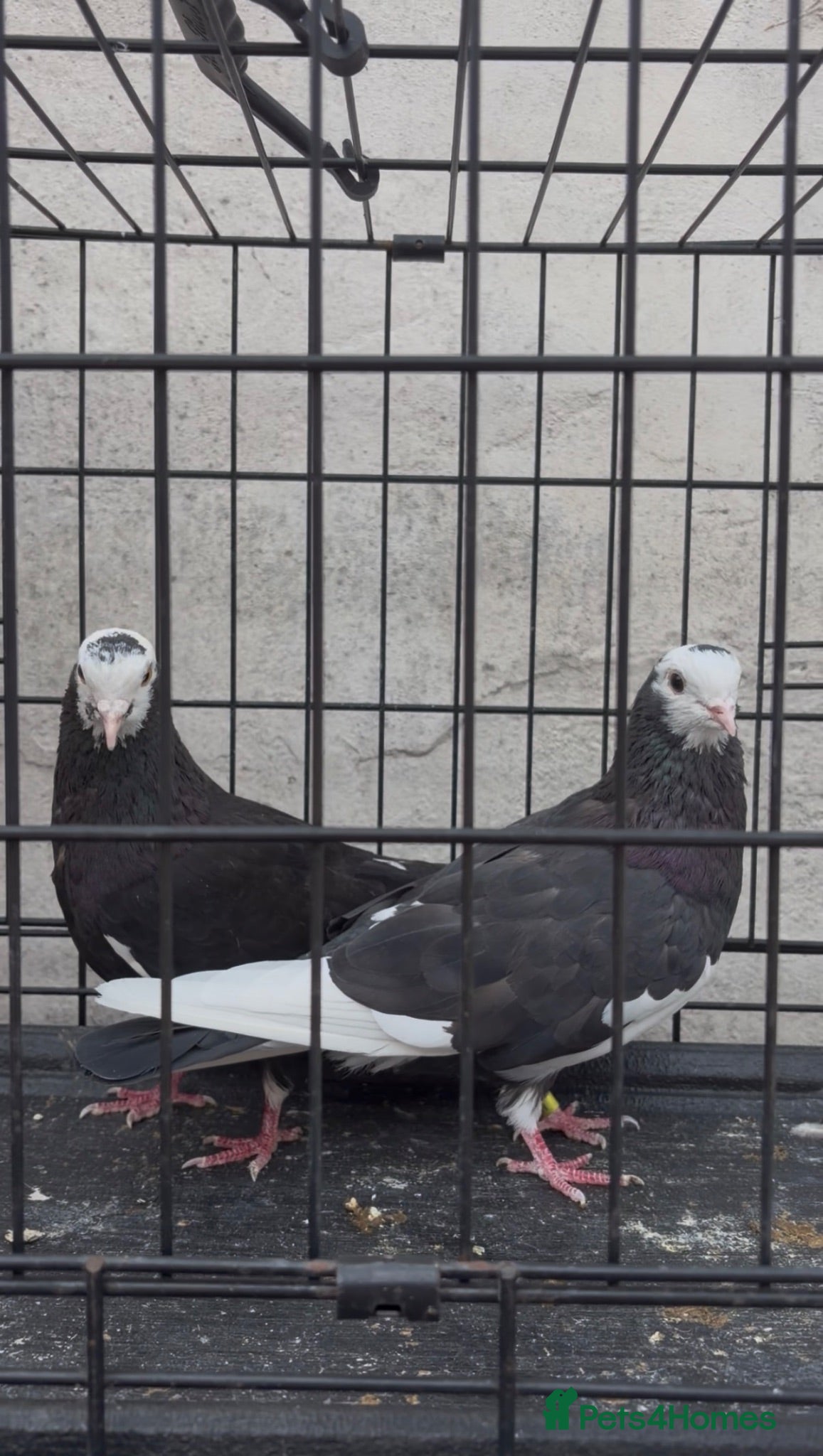 Pigeons birds Mixed pigeons for sale  - Advert 8