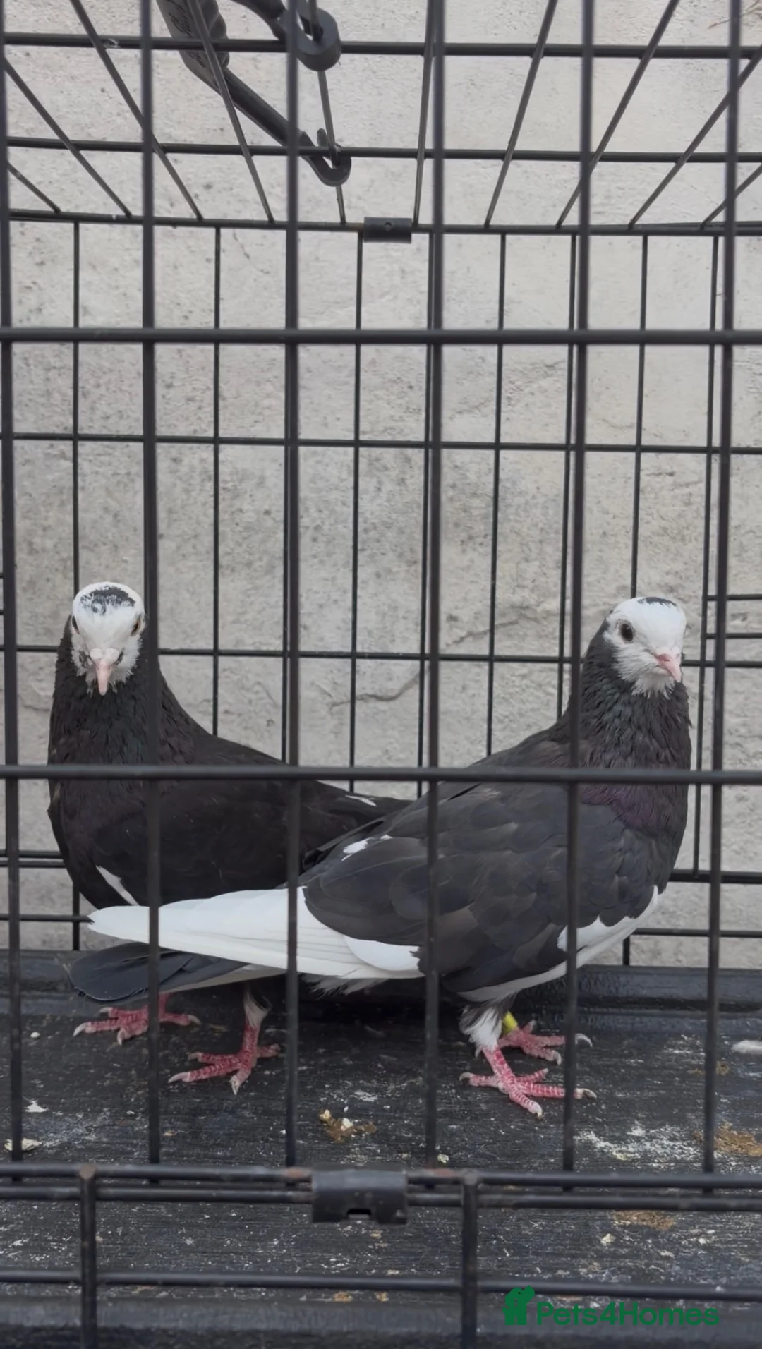 Pigeons birds for sale: Mixed pigeons for sale  in Birmingham - Advert 1