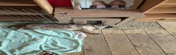 German Shepherd dogs for sale: READY NOW 3 female super KC registered GSD puppies - Advert 30