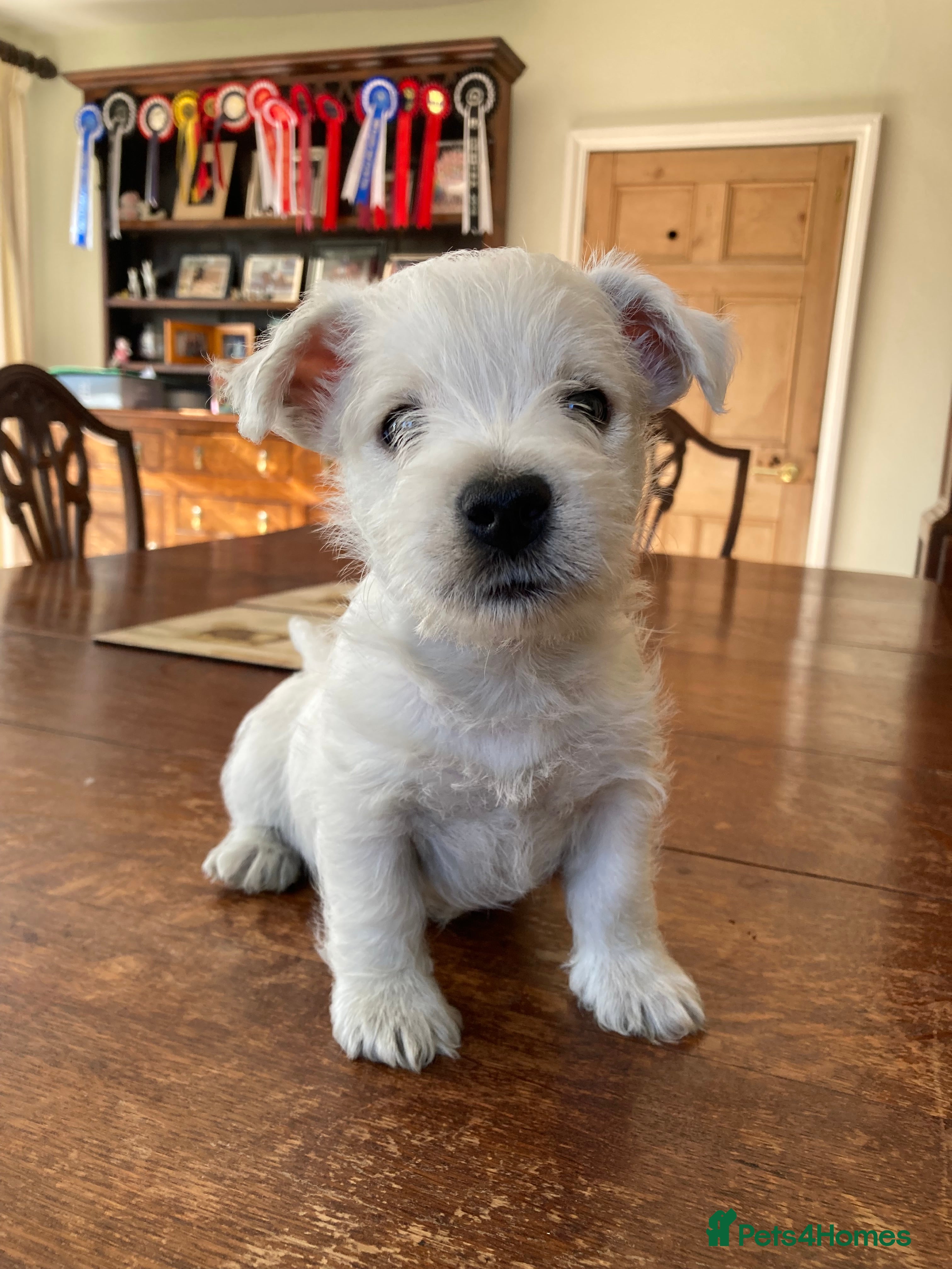 West Highland Terrier dogs Beautifully bred West Highland Terriers - Advert 2