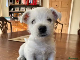 West Highland Terrier dogs Beautifully bred West Highland Terriers - Advert 2