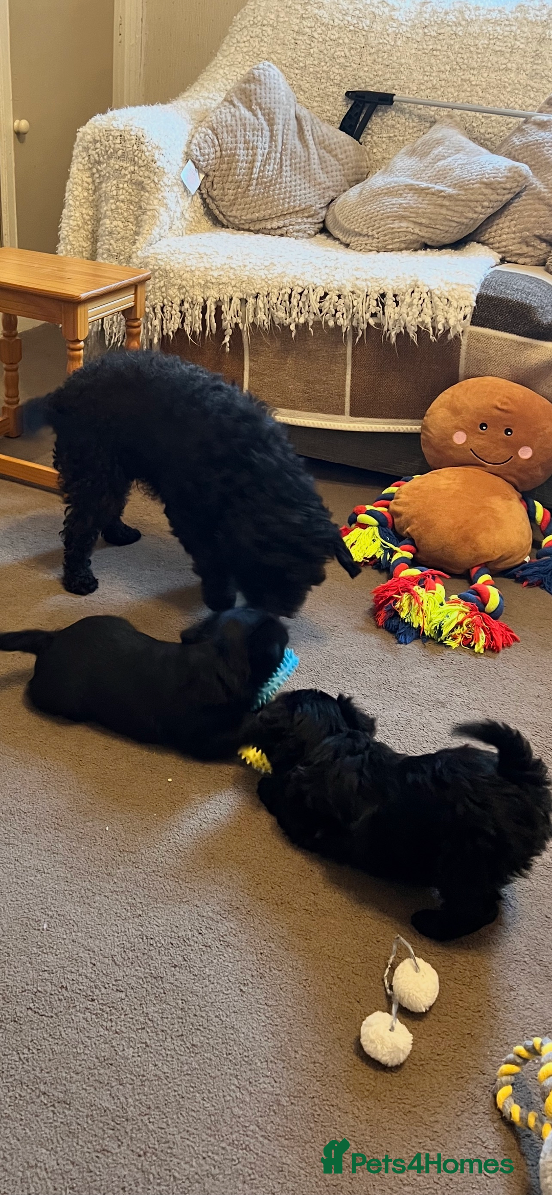 Poodle dogs for sale: Adorable Poodle Puppies For Sale. - Advert 1