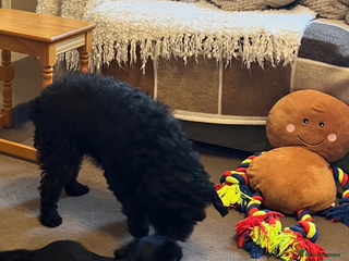 Poodle dogs Adorable Poodle Puppies For Sale. - Advert 3