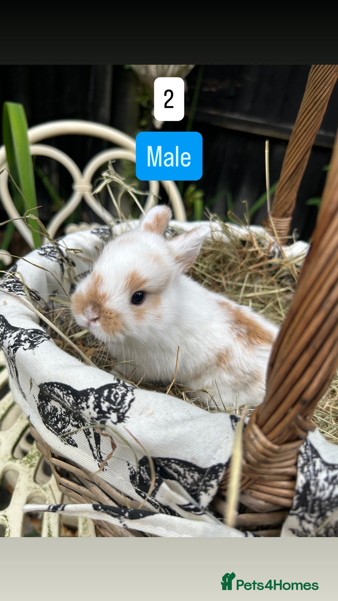 Mini Lop rabbits for sale: Baby Rabbits (Ready To Leave Now) - Image 2
