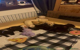 Labrador Retriever dogs for sale: Labrador Puppies  - Image 4