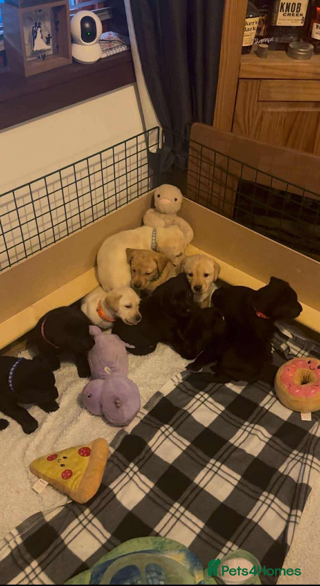 Labrador Retriever dogs for sale: Labrador Puppies  - Image 4