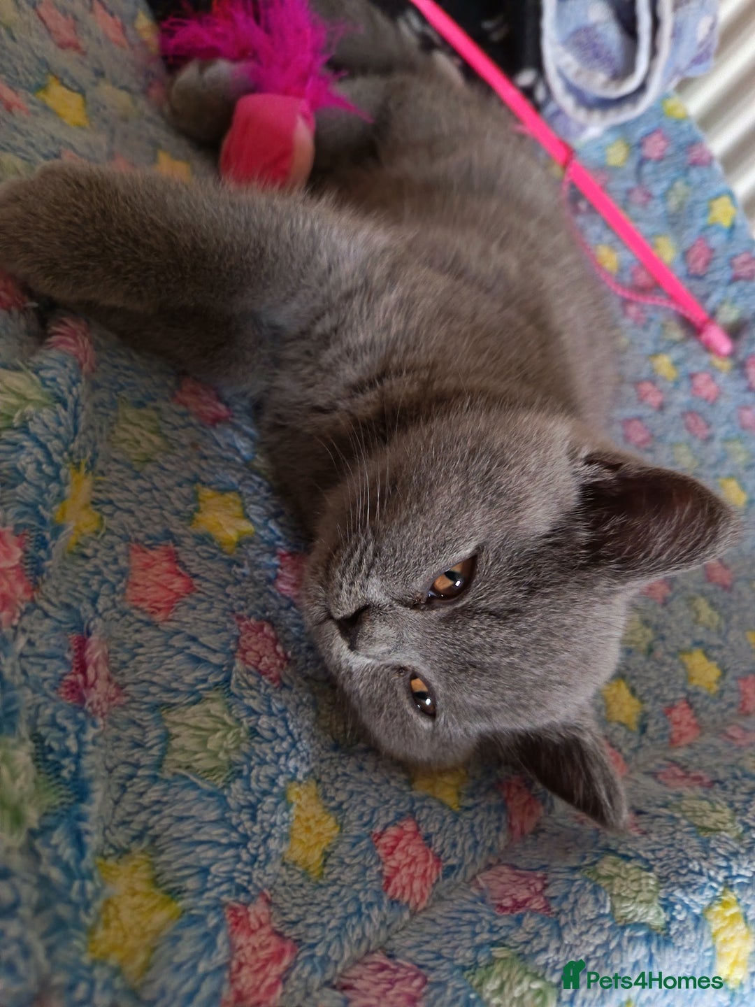 British Shorthair cats for sale: 🐾 British Shorthair Blue – 2 Girls – Ready Now 🐾 - Advert 16