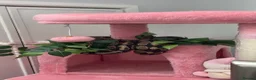 Python Snake reptiles for sale: adult female python in Ebbw Vale - Advert 2