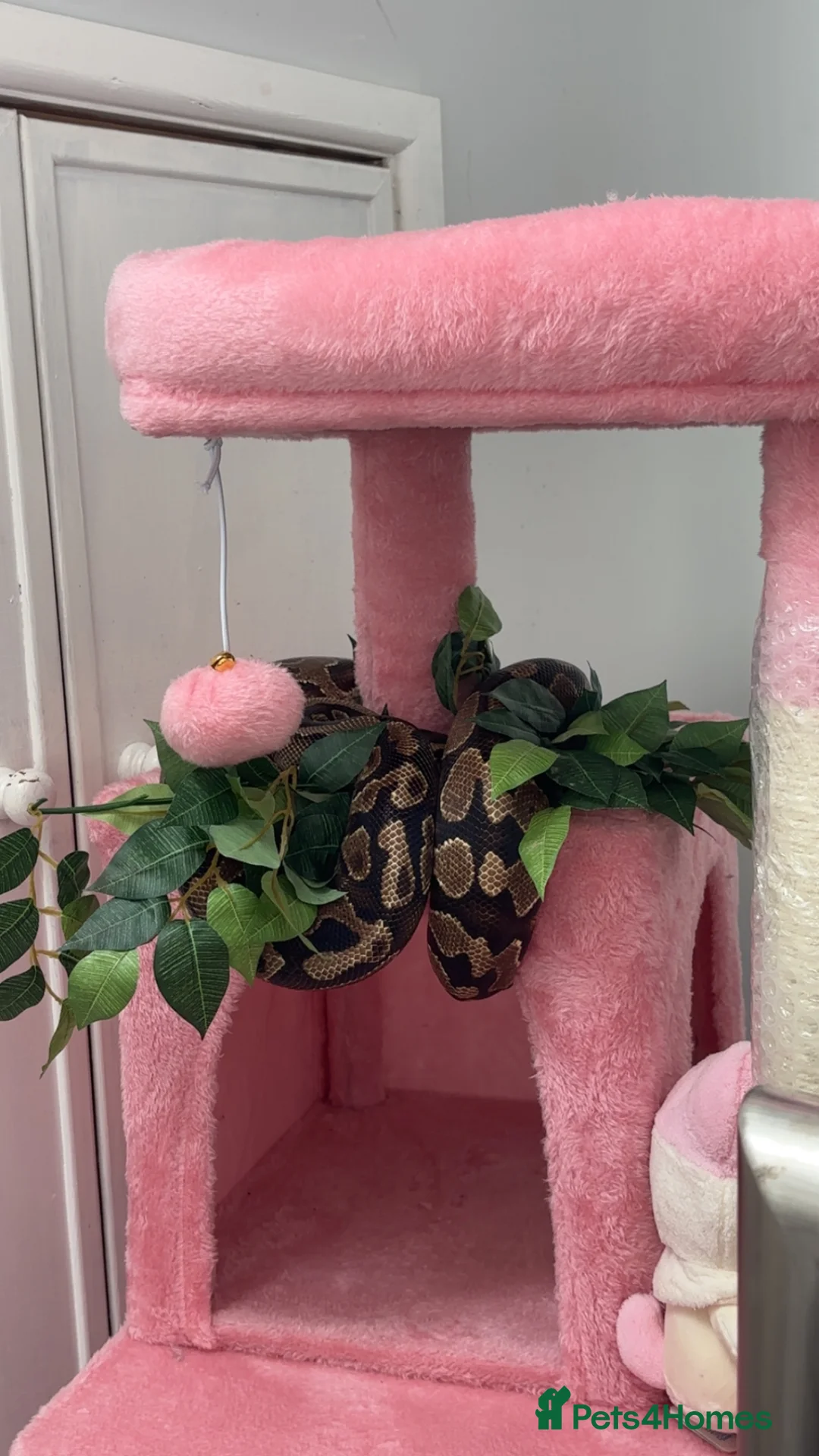 Python Snake reptiles for sale: adult female python in Ebbw Vale - Advert 2