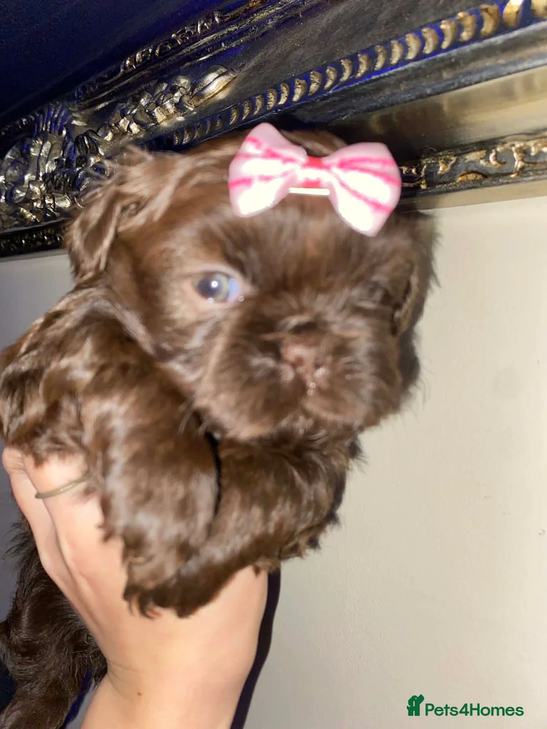 Shih Tzu dogs for sale: Shih Tzu Puppies For Sale - - Advert 10