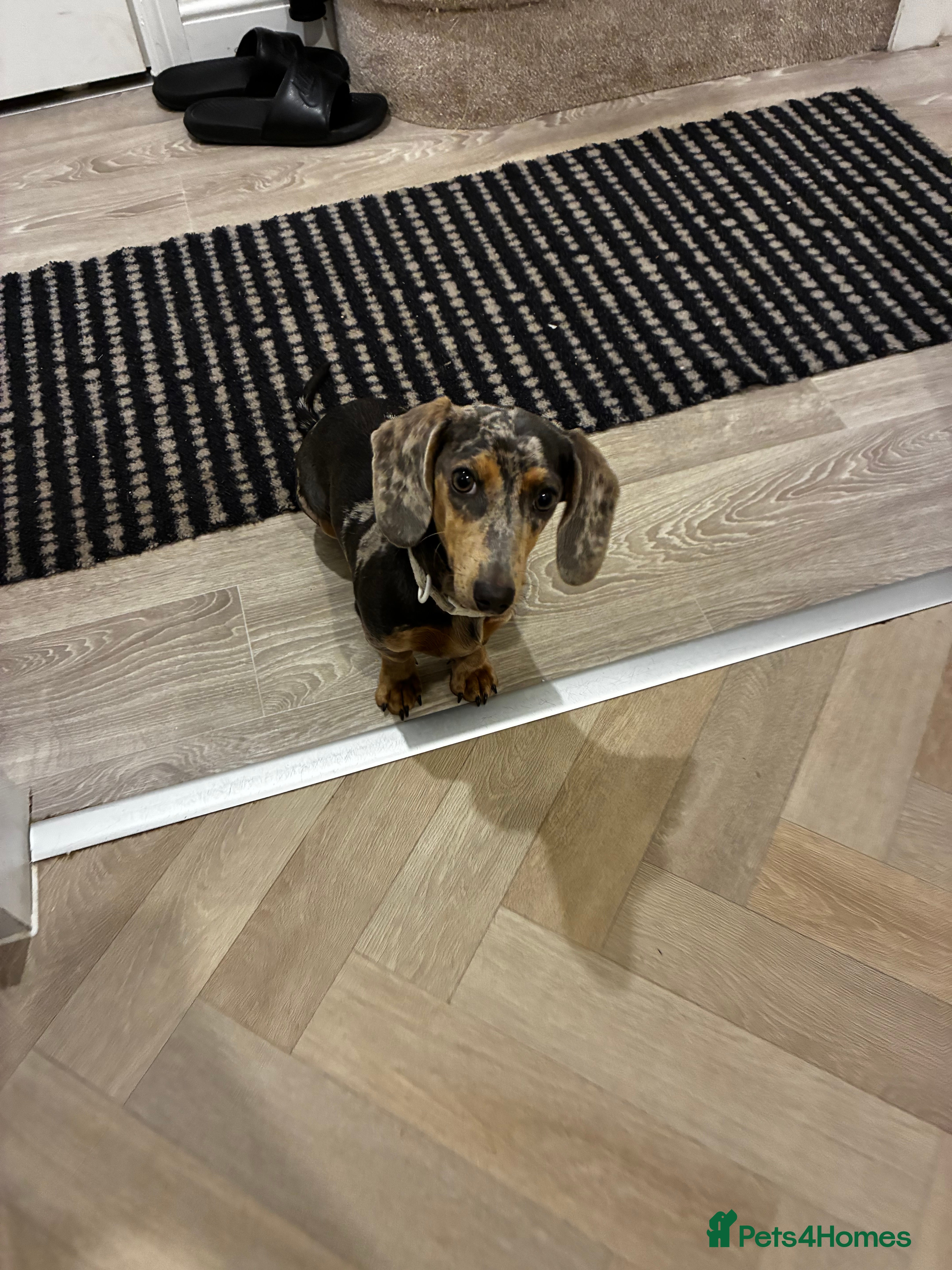 Miniature Dachshund dogs Miniature dachshund 6 months   - Advert 15