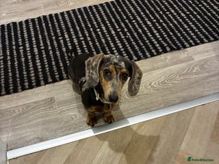Miniature Dachshund dogs Miniature dachshund 6 months - Advert 15