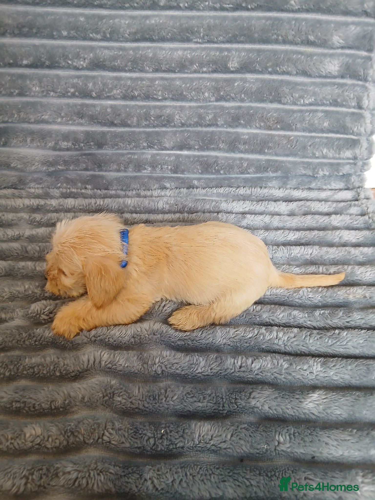 Mixed Breed dogs for sale: 8 dachshund x jack Russel puppies  in Henfield - Advert 18