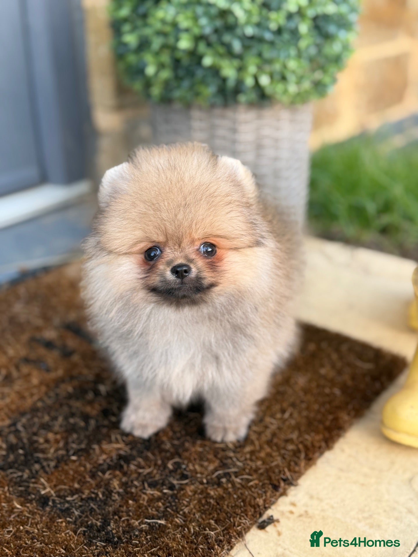 Pomeranian dogs for sale: Micro size teddy  face  - Advert 1