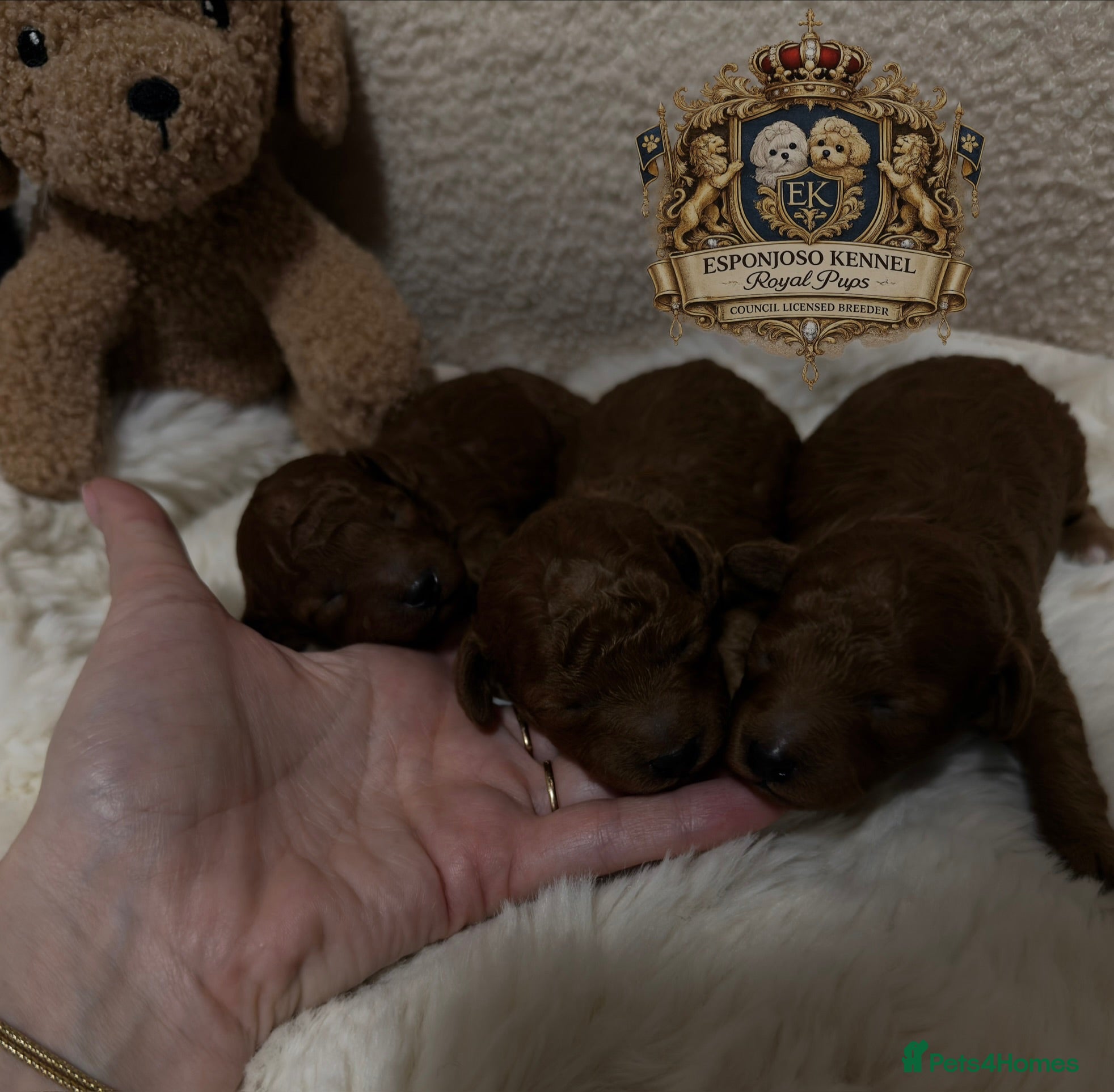 Toy Poodle dogs 🤎👑 ESPONJOSO tiny Half Asian Toy Poodles 👑🤎 - Advert 12