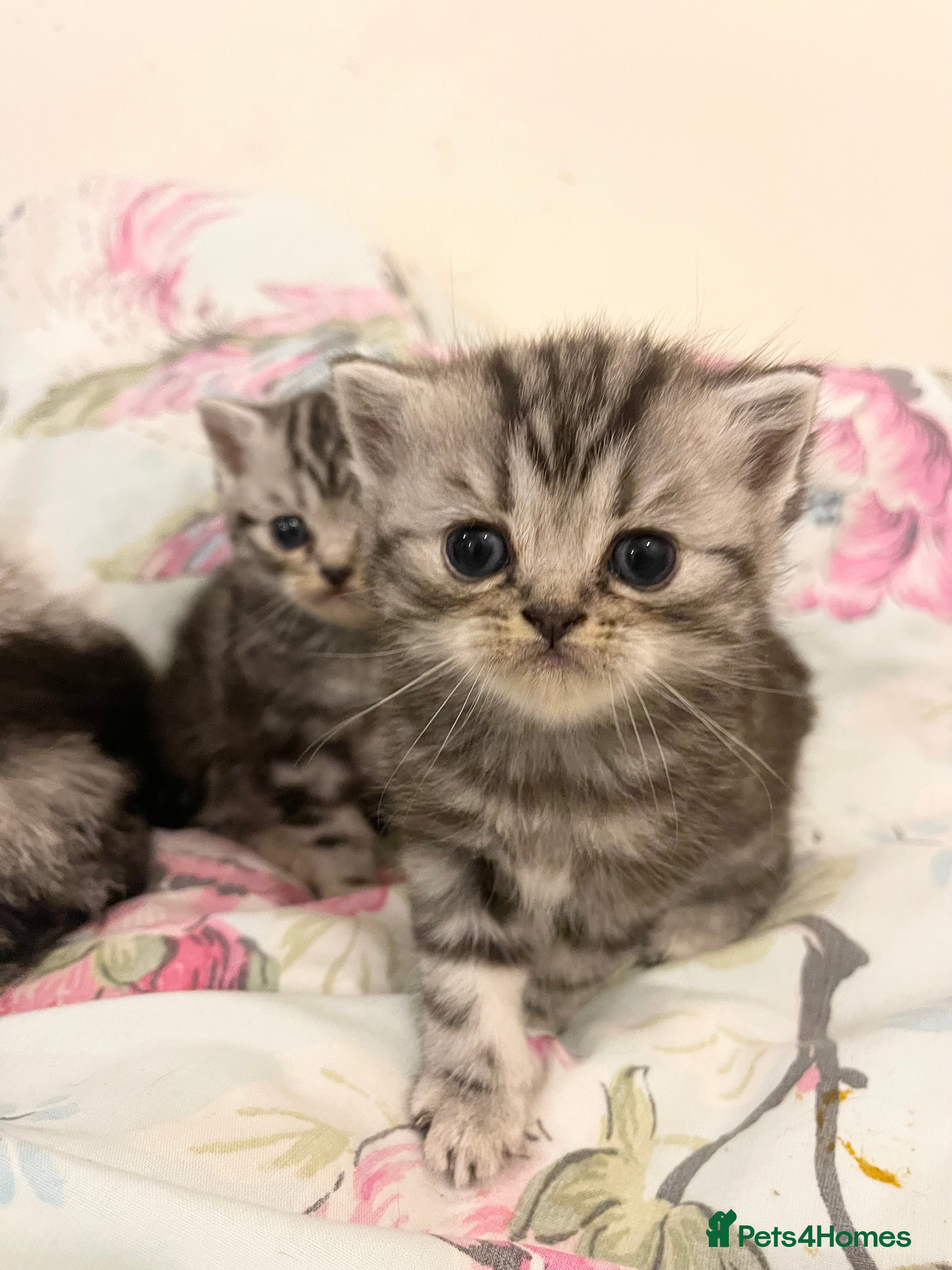British Shorthair cats Bsh. Silver Tabby Classic .GCCF . - Advert 14
