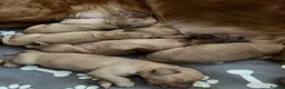Golden Retriever dogs for sale: KC Golden Retriever Fox Red Working Pups - Advert 16