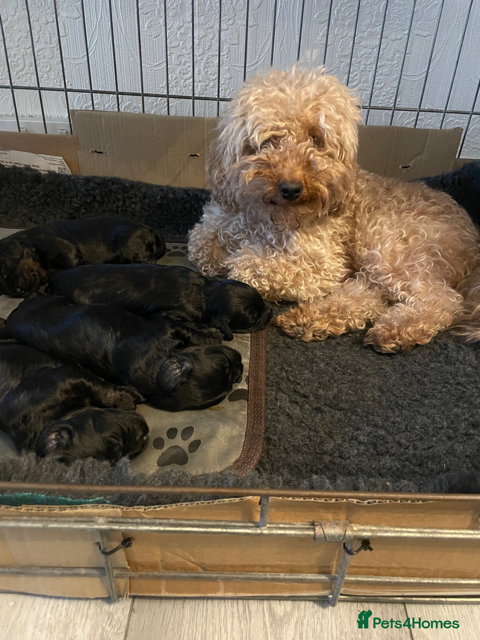 Cavapoo dogs for sale: Adorable F1 Cavapoo Puppies - Advert 14