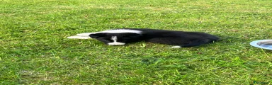 Border Collie Puppy 1