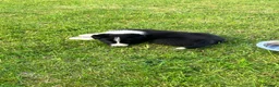 Border Collie dogs for sale: 🐾 STUNNING BLACK & WHITE BORDER COLLIE PUPPIES in Mansfield - Advert 3
