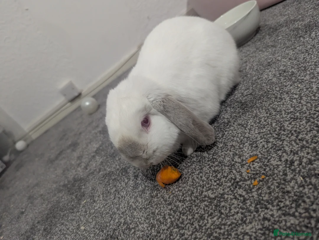 Mini Lop rabbits for sale: Gorgeous mini lop  - Advert 8