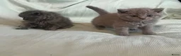 British Shorthair cats for sale: Beautiful Bsh kitten - Advert 4