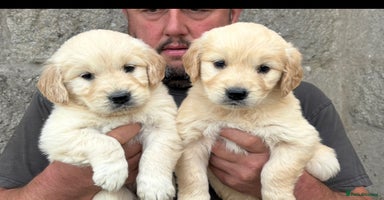 Golden Retriever dogs - Advert 13