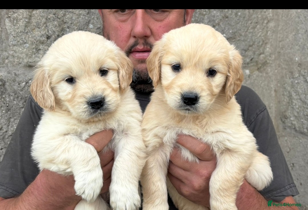 Golden Retriever dogs for sale: Stunning Golden Retriever puppies for sale.  - Image 3