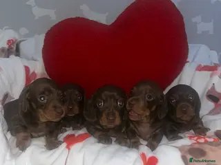 Miniature Dachshund dogs KC Reg Miniature Smooth Dachshund - Advert 8