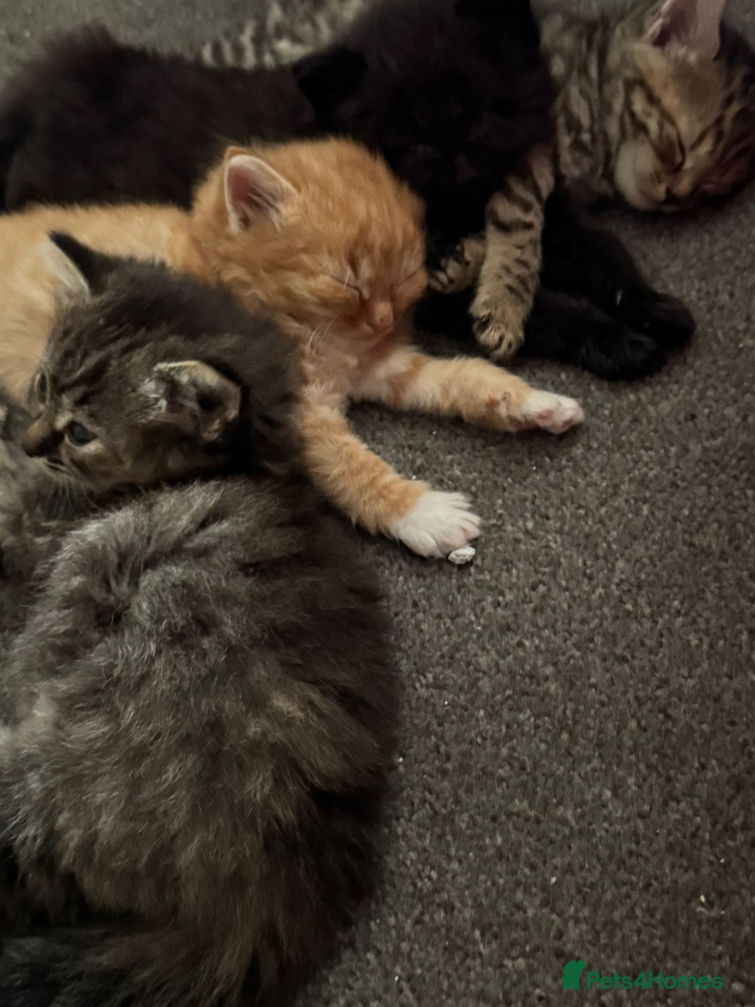 British Longhair cats for sale: 3 kittens left to go  - Image 2