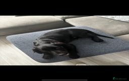 Cockalier dogs for sale: Spaniel for rehoming  - Image 1