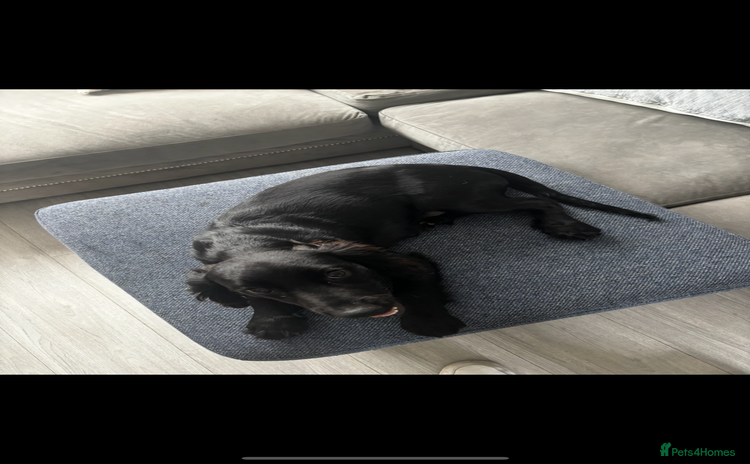 Cockalier dogs - Advert 7