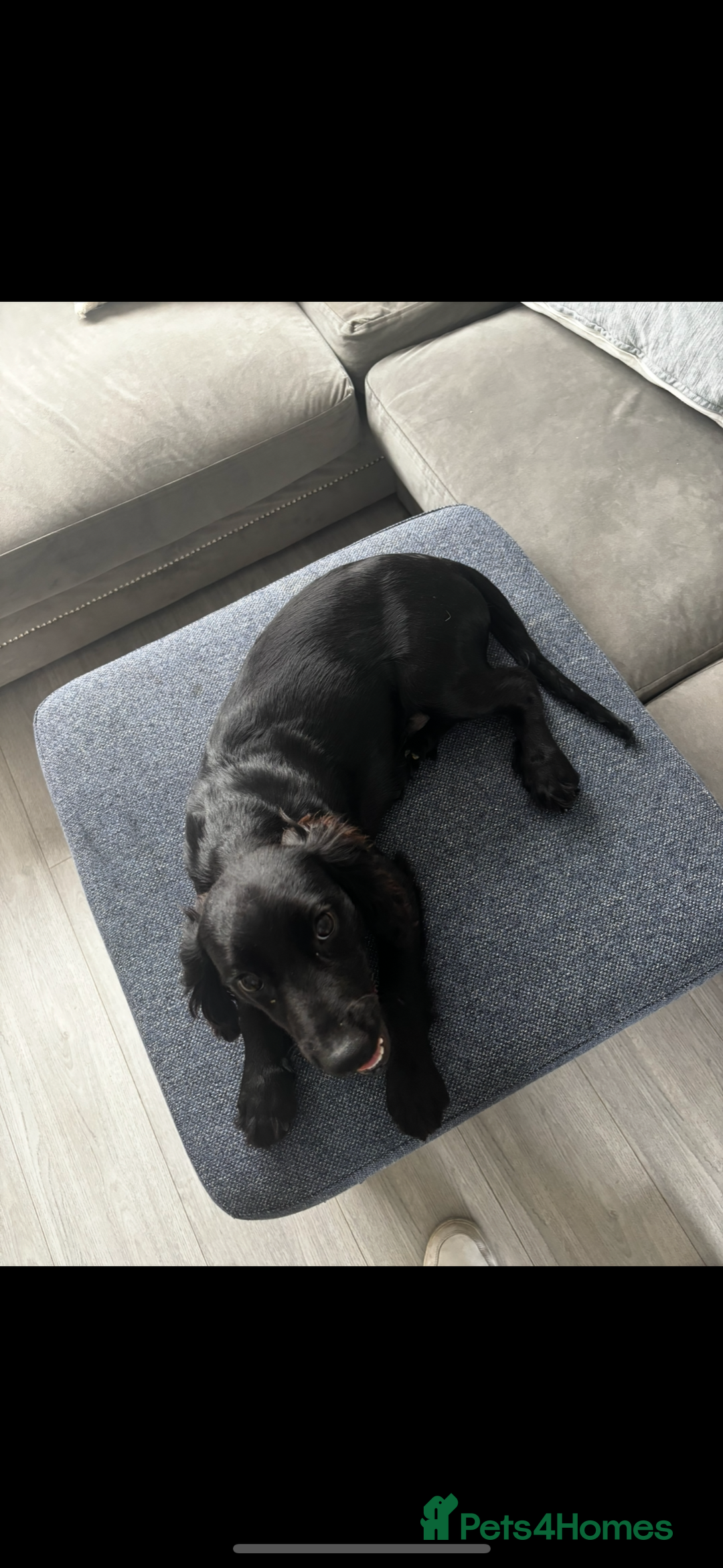 Cockalier dogs for sale: Spaniel for rehoming  - Image 1