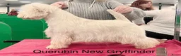West Highland Terrier dogs for sale: West highland terrier puppies  - Advert 4