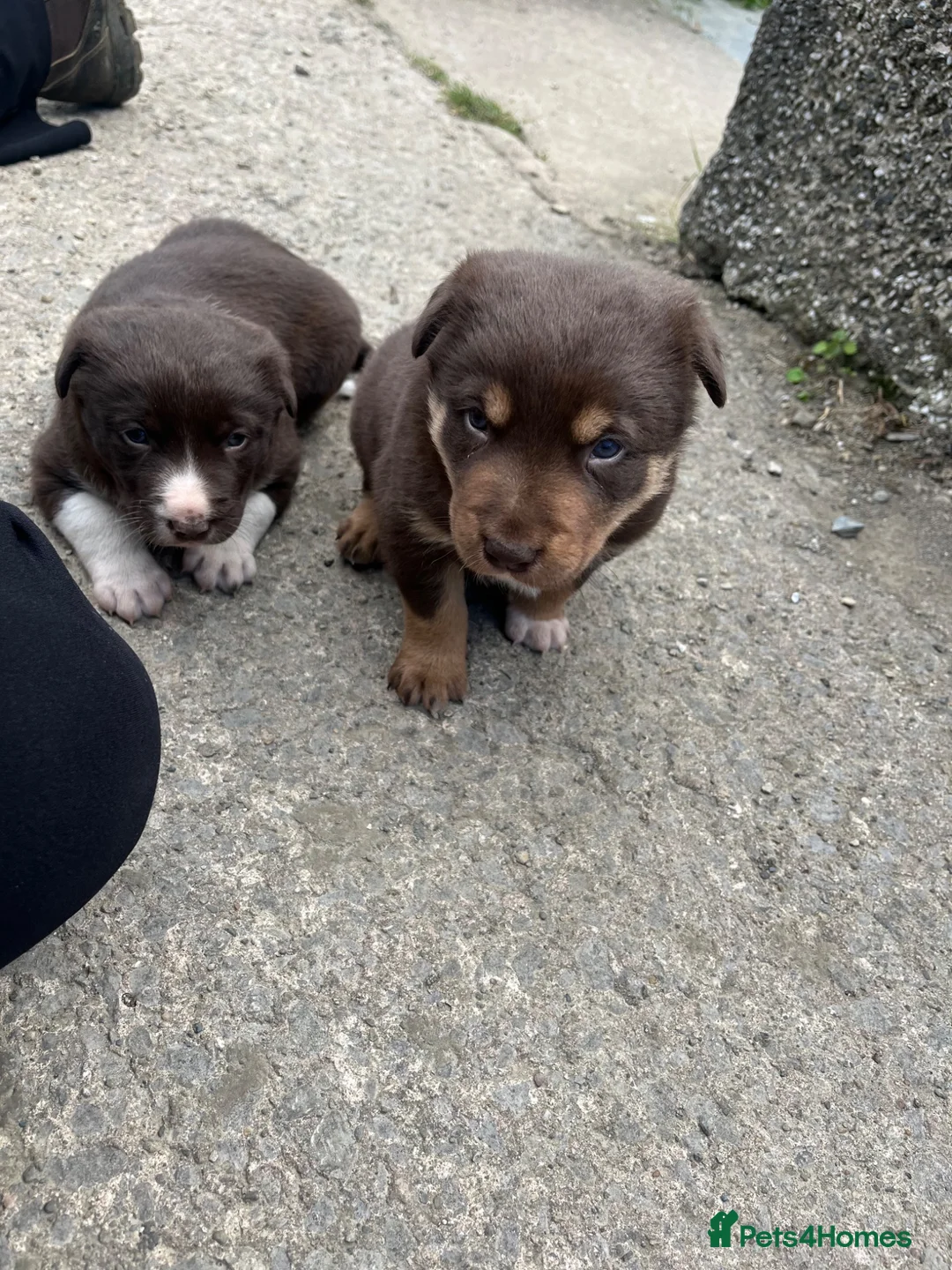 Mixed Breed dogs for sale: Border Collie puppies - Advert 1