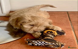 Cockapoo dogs for sale: F1 Cockapoo Puppies. READY NOW - Image 7