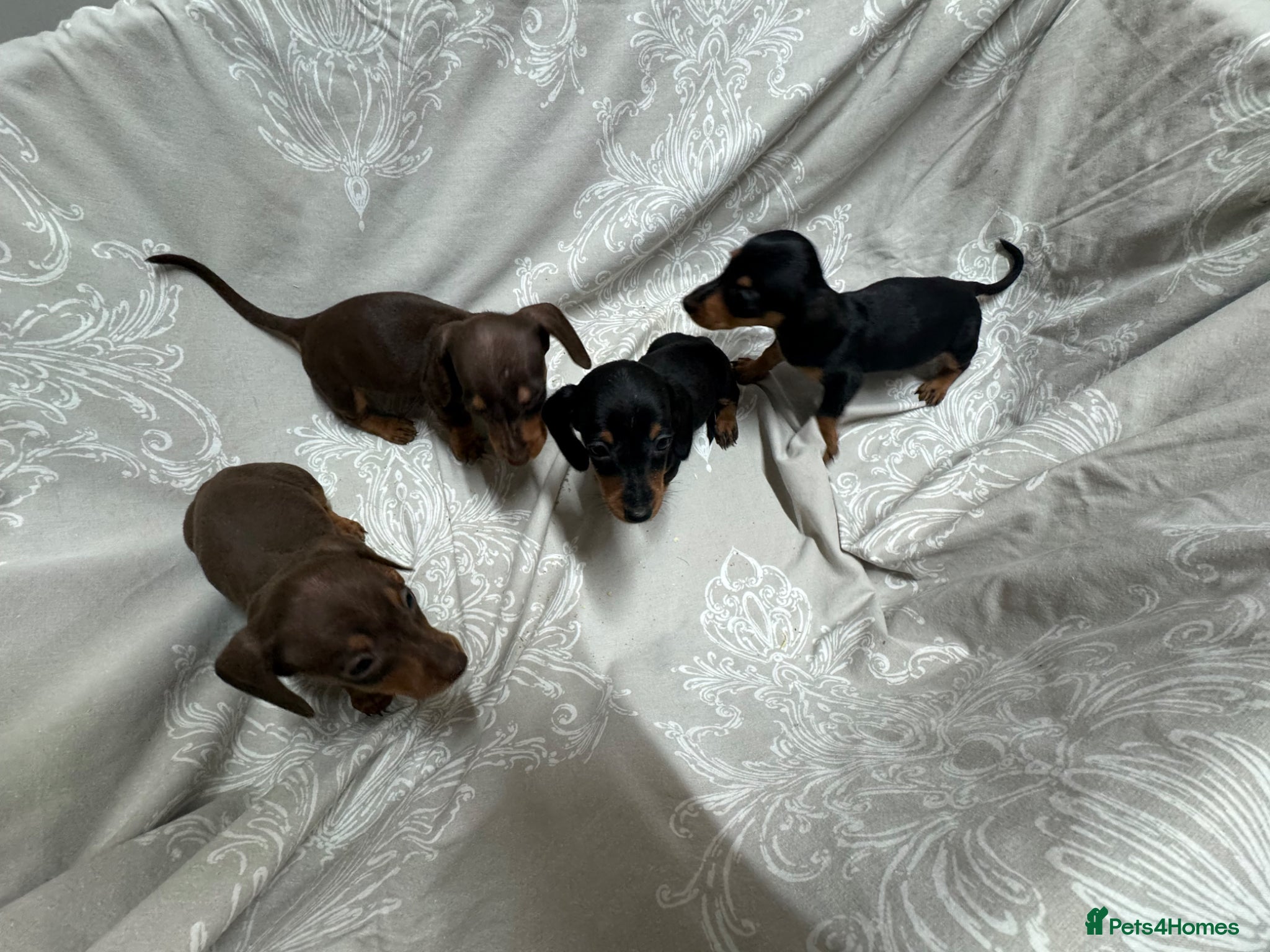 Miniature Dachshund dogs MINIATURE DACHSHUND PUPPIES  - Advert 2
