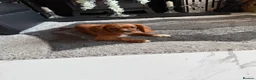 Cavalier King Charles Spaniel dogs for sale: kennel club fully vaccinated cavalier dna clear  - Advert 8