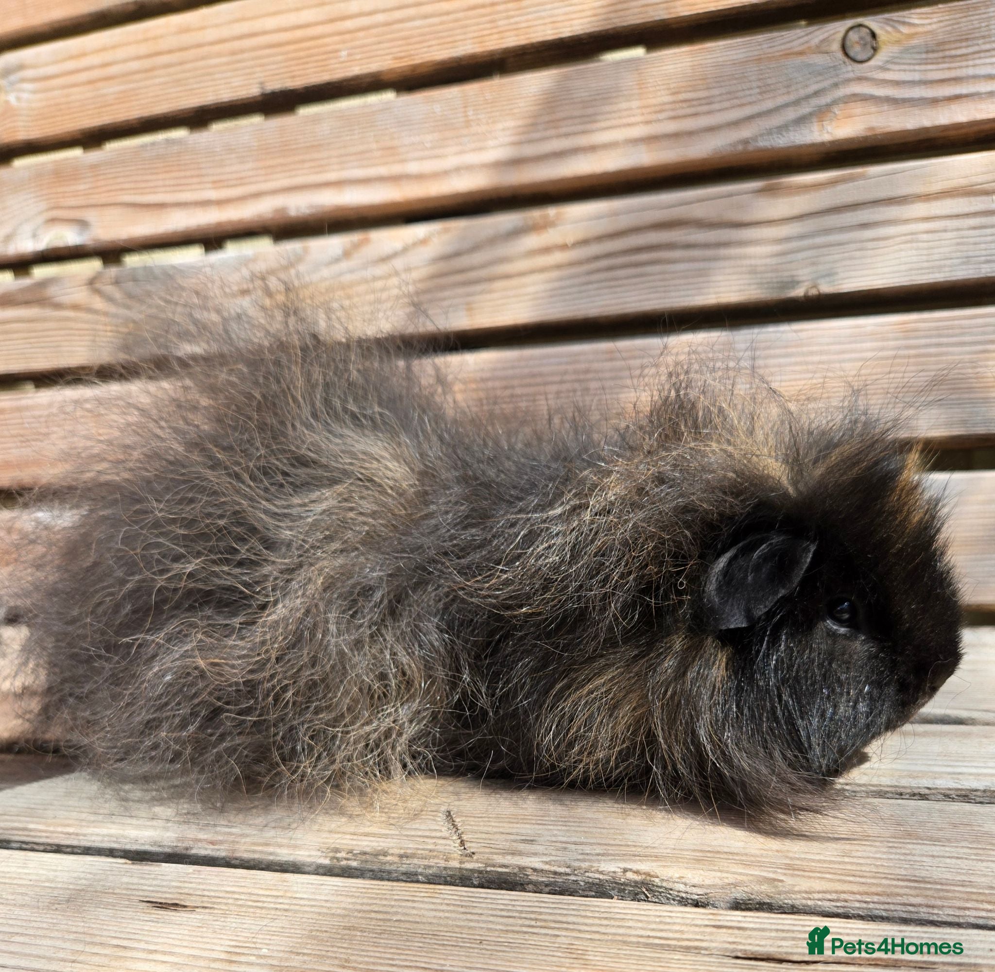 Guinea Pig rodents Range of boar pairs available - Advert 2