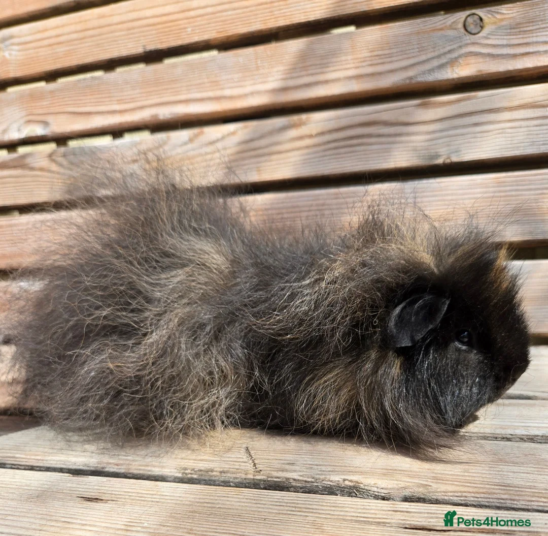 Guinea Pig rodents for sale: Range of boar pairs available - Advert 2