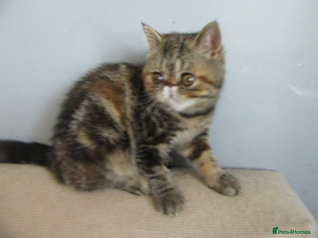 Exotic cats for sale:  Beautiful Exotic female kittens - Advert 2