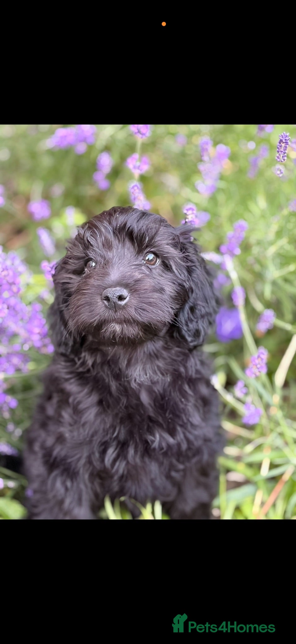 Cavapoo dogs 🌸 READY NOW MALE AND FEMALE  🌸 - Advert 4