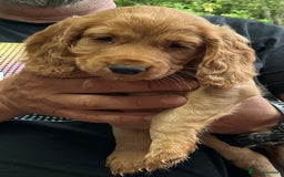 Cocker Spaniel dogs for sale: 5 Beautiful Working Cocker Spaniel Puppies  - Image 10