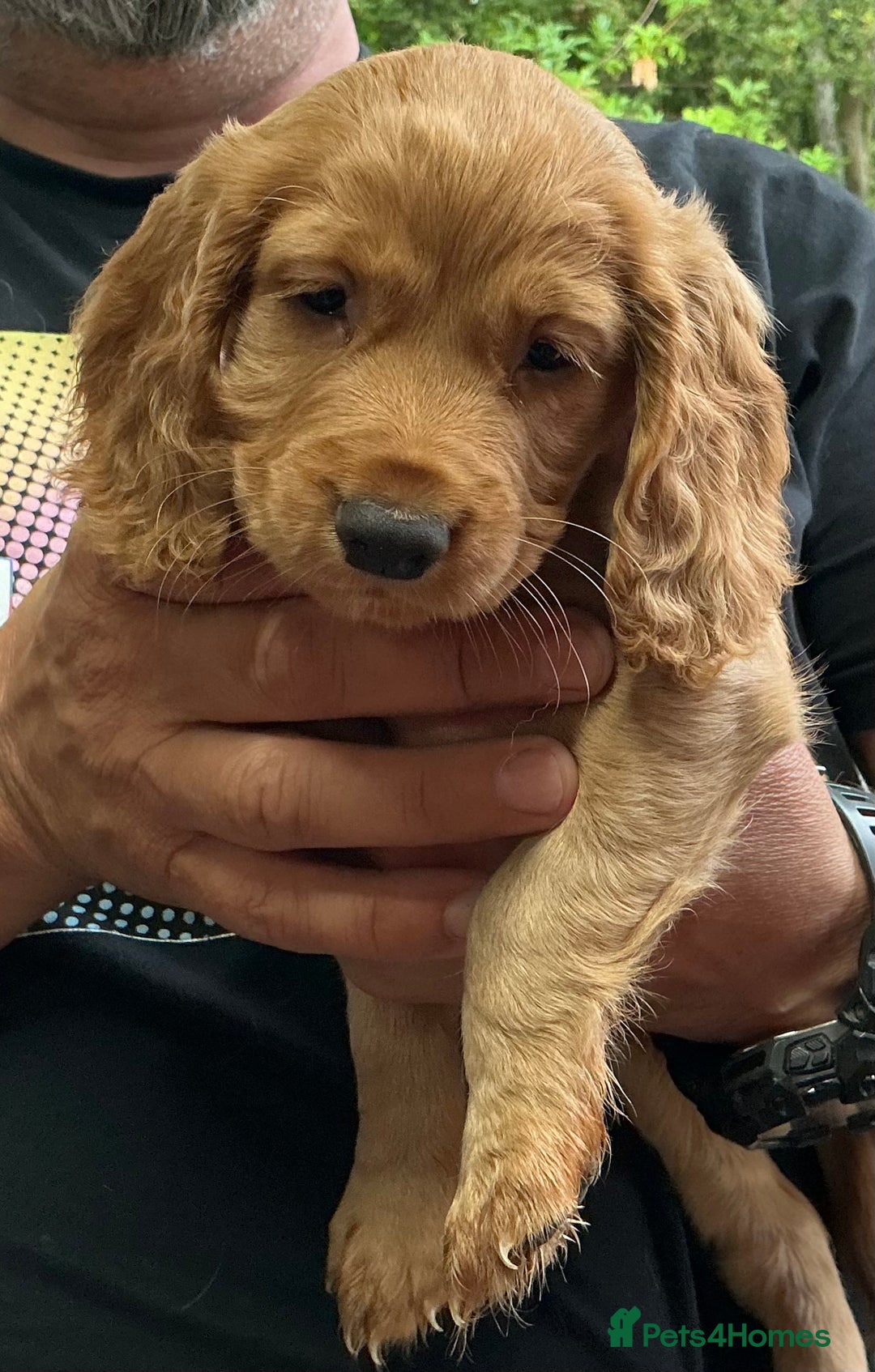 Cocker Spaniel dogs for sale: 5 Beautiful Working Cocker Spaniel Puppies  - Image 10
