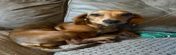 Mixed Breed dogs for sale: Miniature Dachshund x Maltese  - Advert 7