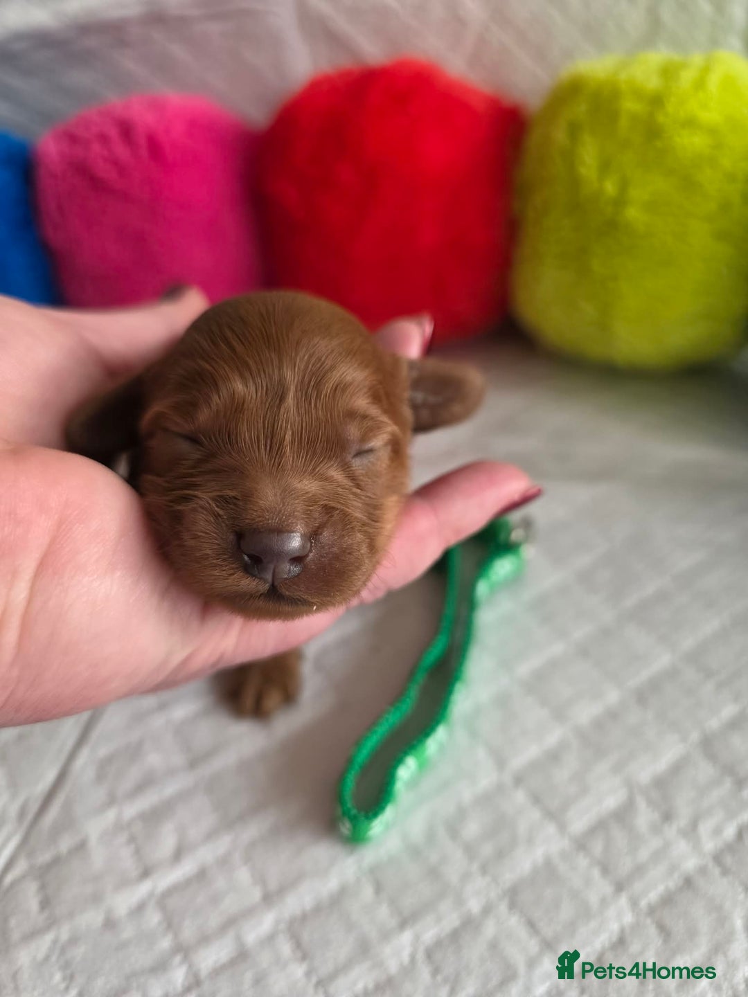 Cavapoo dogs for sale: 🥇 Finest Quality Beautiful F1b Cavapoos 🥇 - Advert 5