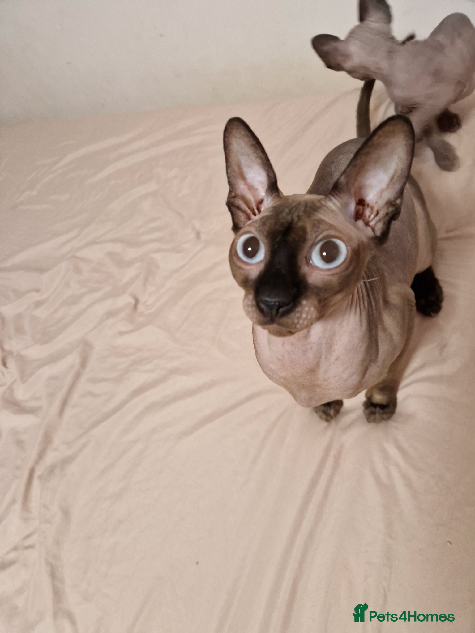 Sphynx cats Sphynx kitten for sale - Advert 3