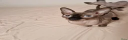 Sphynx cats for sale: Sphynx kitten for sale - Advert 1