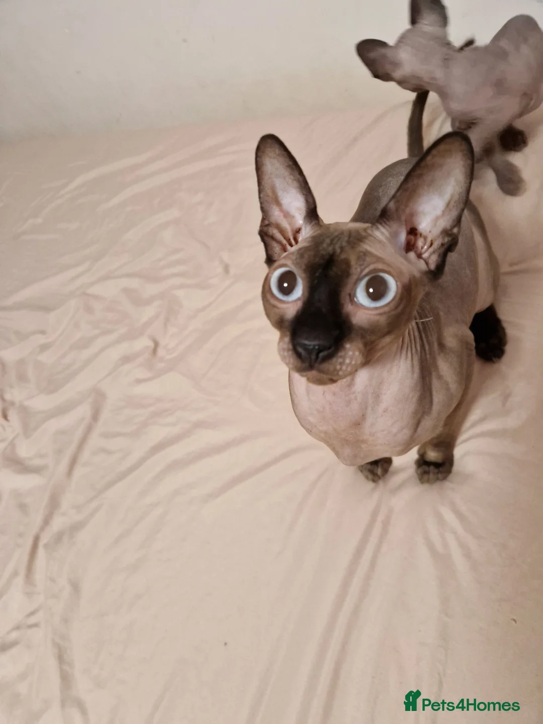 Sphynx cats for sale: Sphynx kitten for sale - Advert 1